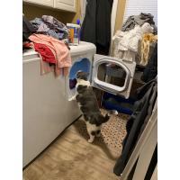 A furry-friend wanted to make sure this dryer was running smoothly.