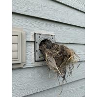 A massive birds nest coming out of a dryer vent. 